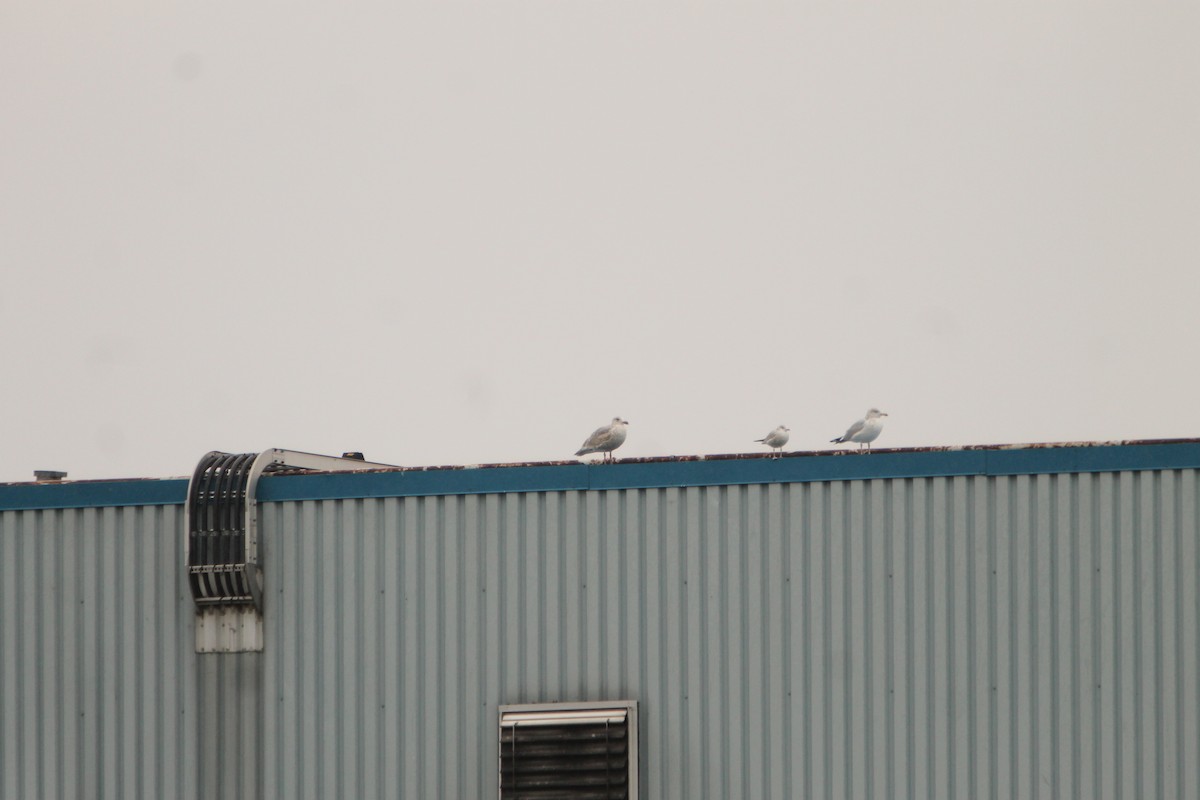 Glaucous-winged Gull - ML611643030