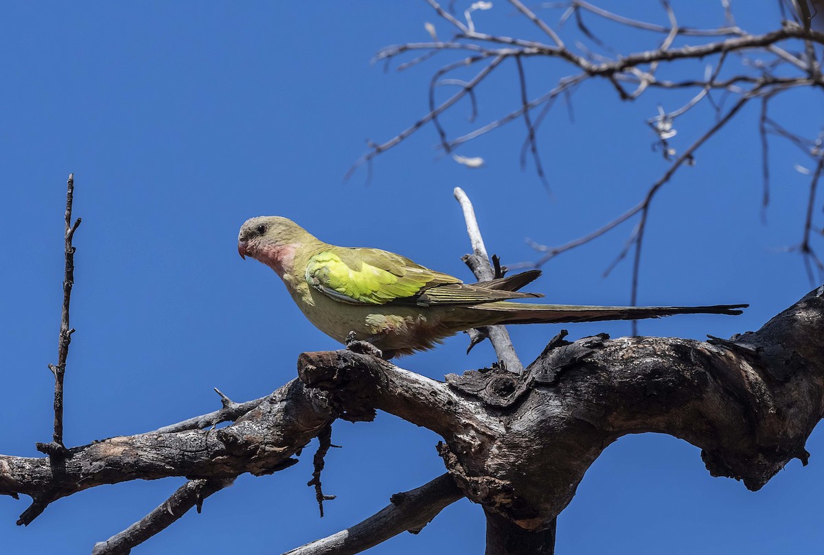 Perico Princesa - ML611643089