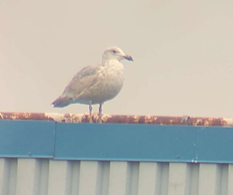 Glaucous-winged Gull - ML611643090