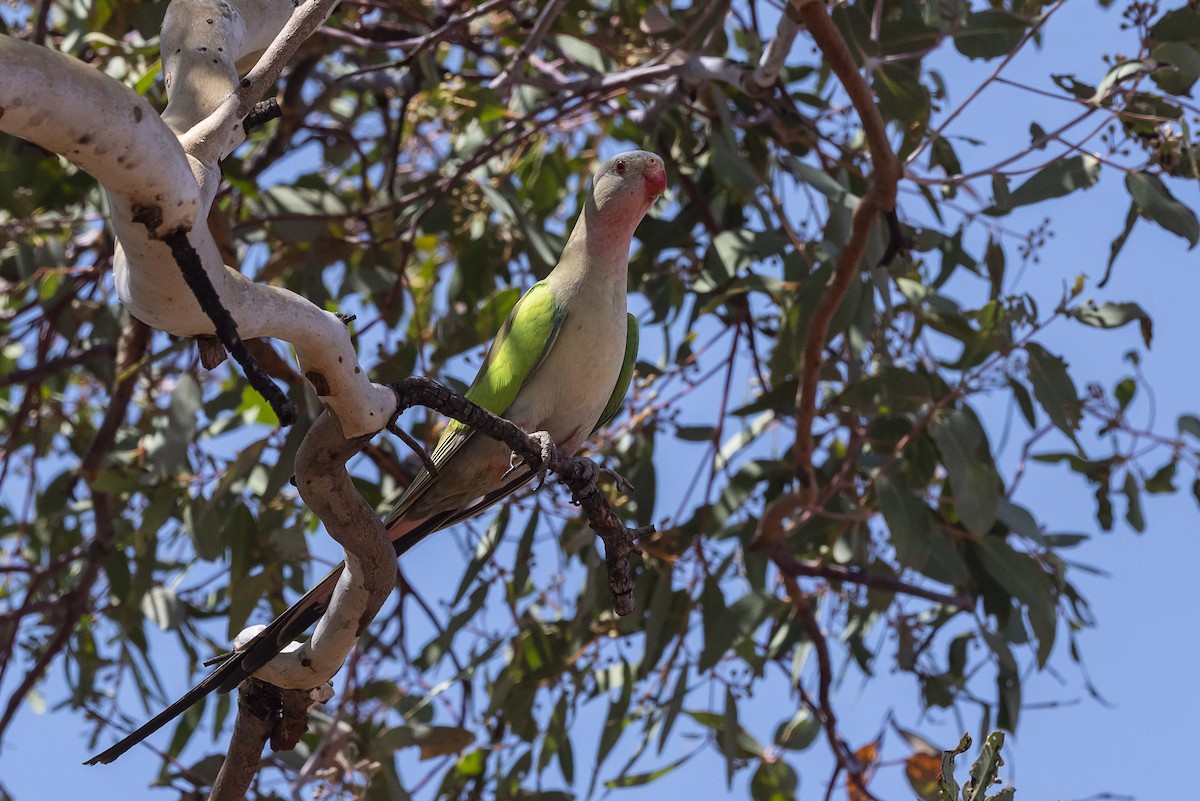 Perico Princesa - ML611643108