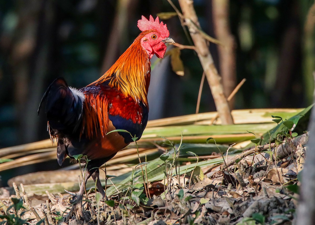 Red Junglefowl - ML611643133