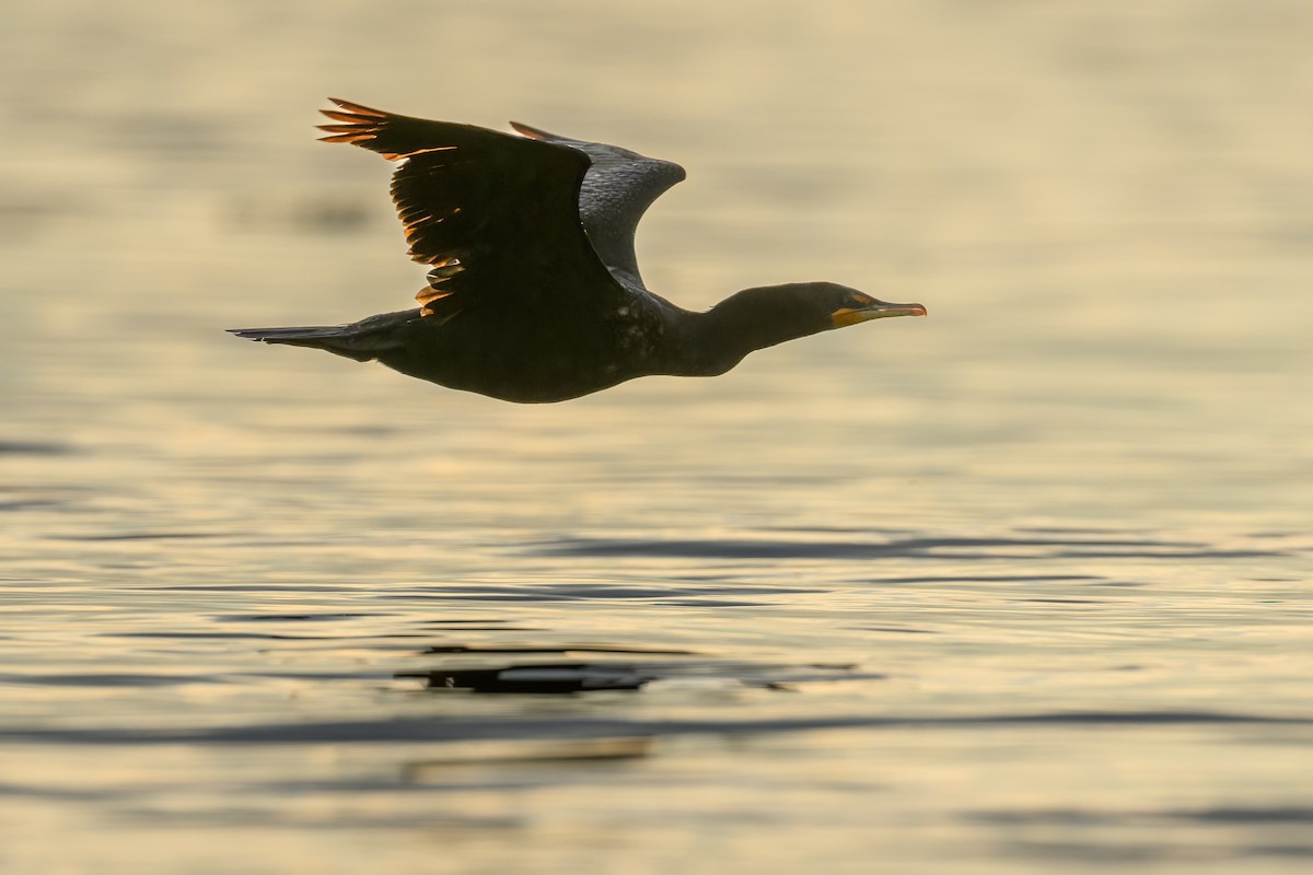 Double-crested Cormorant - ML611643189