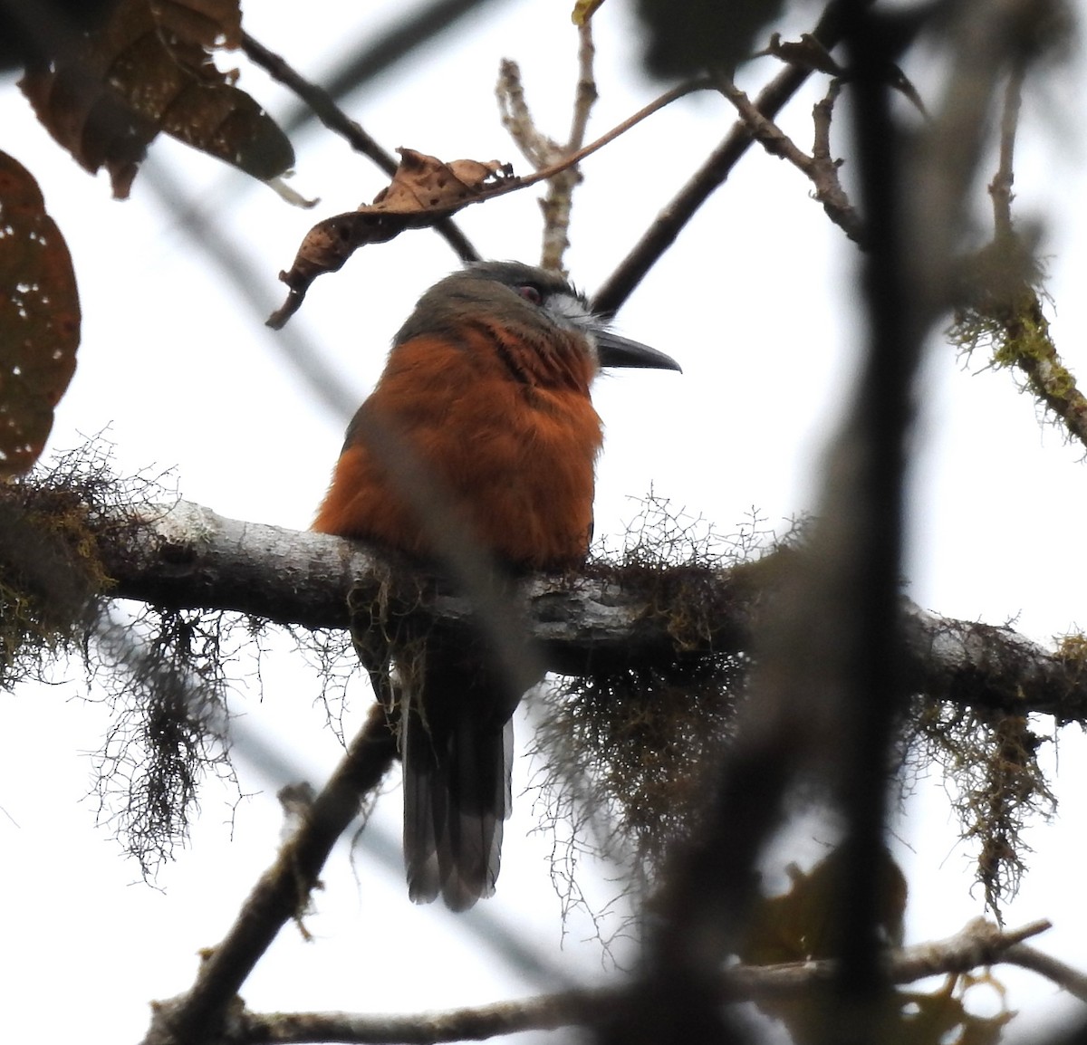 White-faced Nunbird - ML611643268