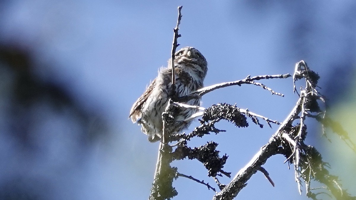 Northern Pygmy-Owl - ML611643304