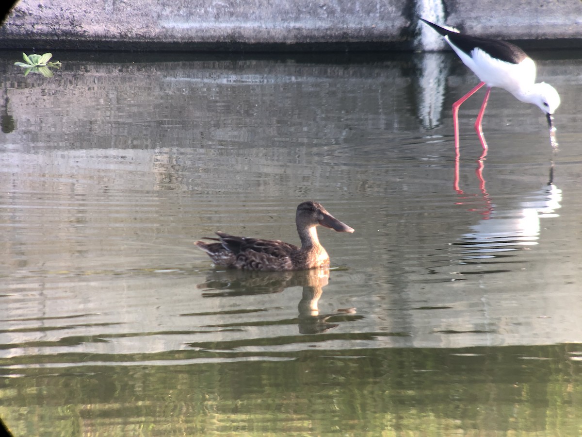 Northern Shoveler - HsuehHung Chang