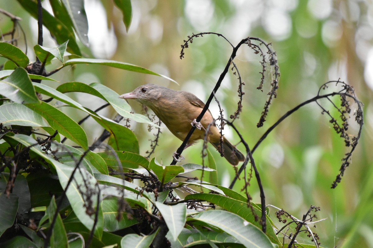 Rufous Shrikethrush - ML611643352