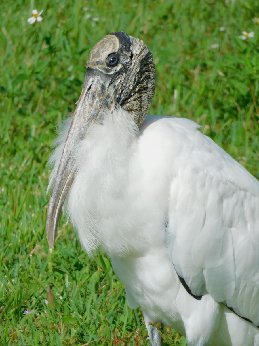 Wood Stork - Deborah Kurtz