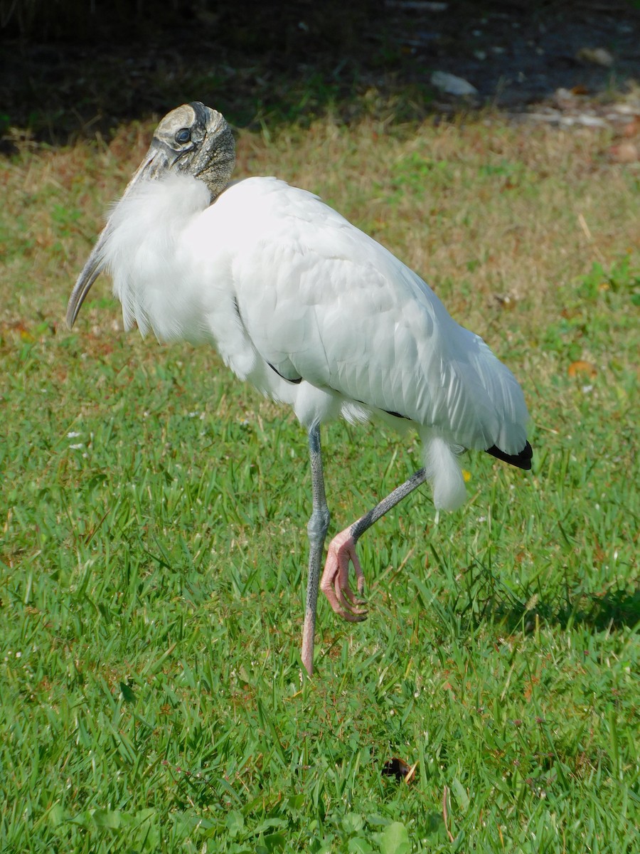 Wood Stork - ML611643454