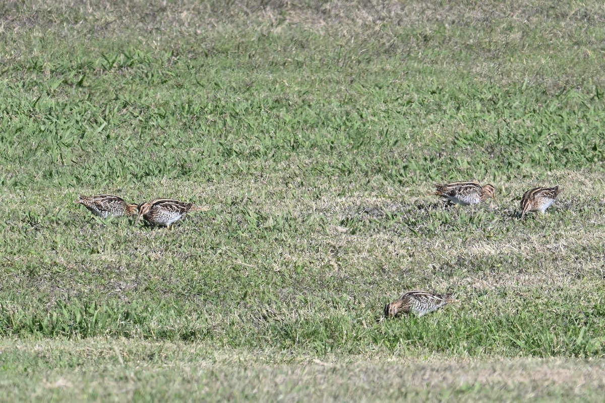 Wilson's Snipe - ML611643554