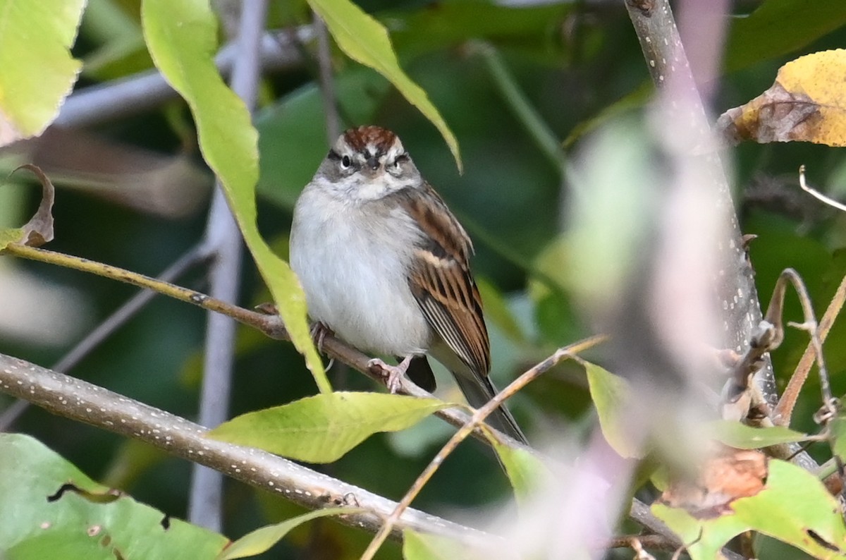 Chipping Sparrow - ML611643591