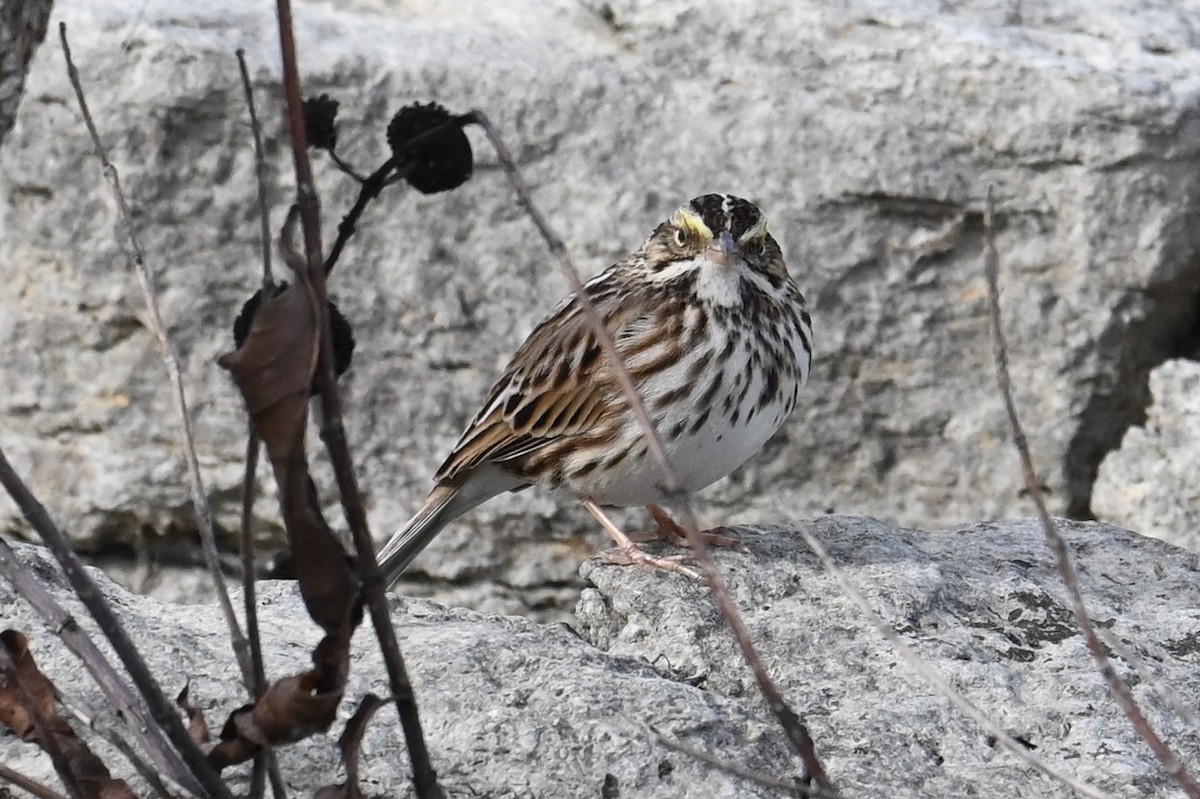 Savannah Sparrow - ML611643594