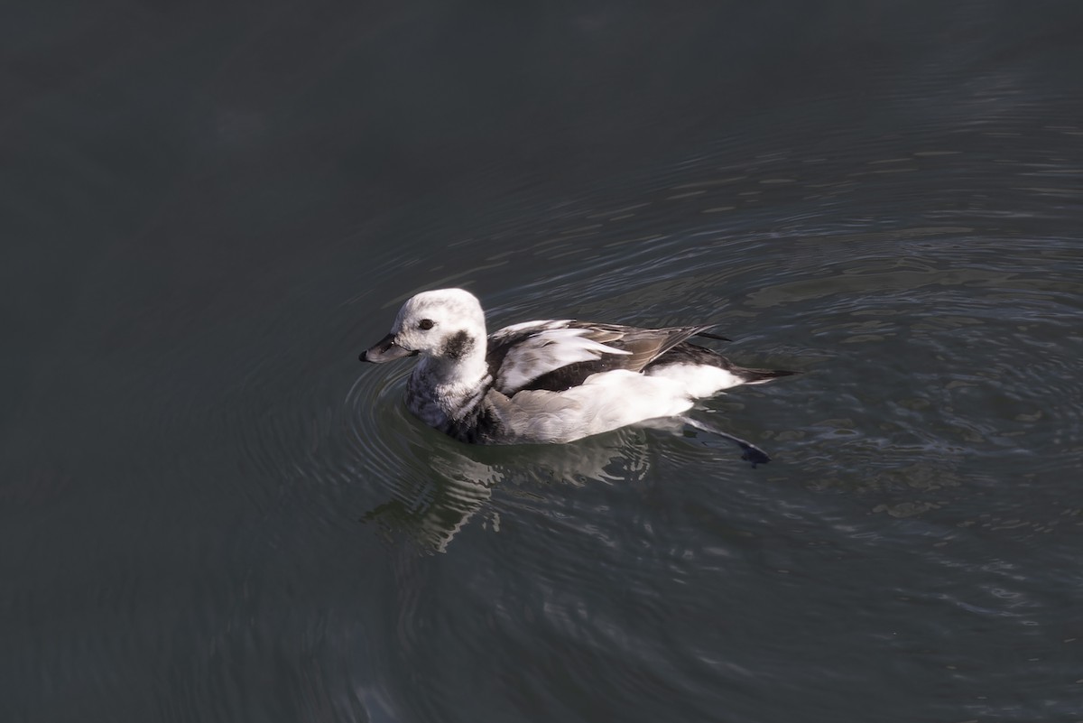 Long-tailed Duck - ML611643634