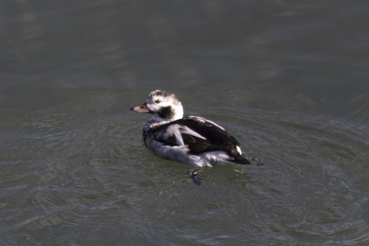 Long-tailed Duck - ML611643635