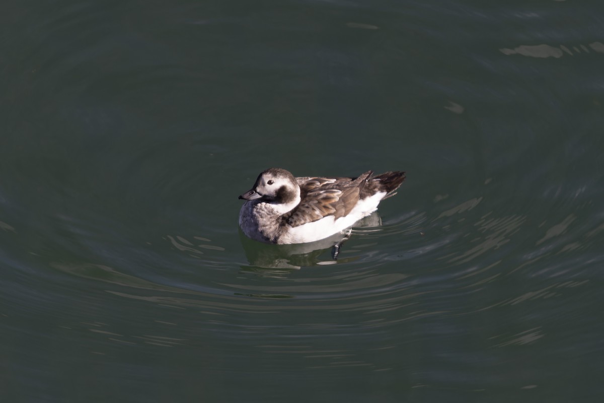 Long-tailed Duck - ML611643636
