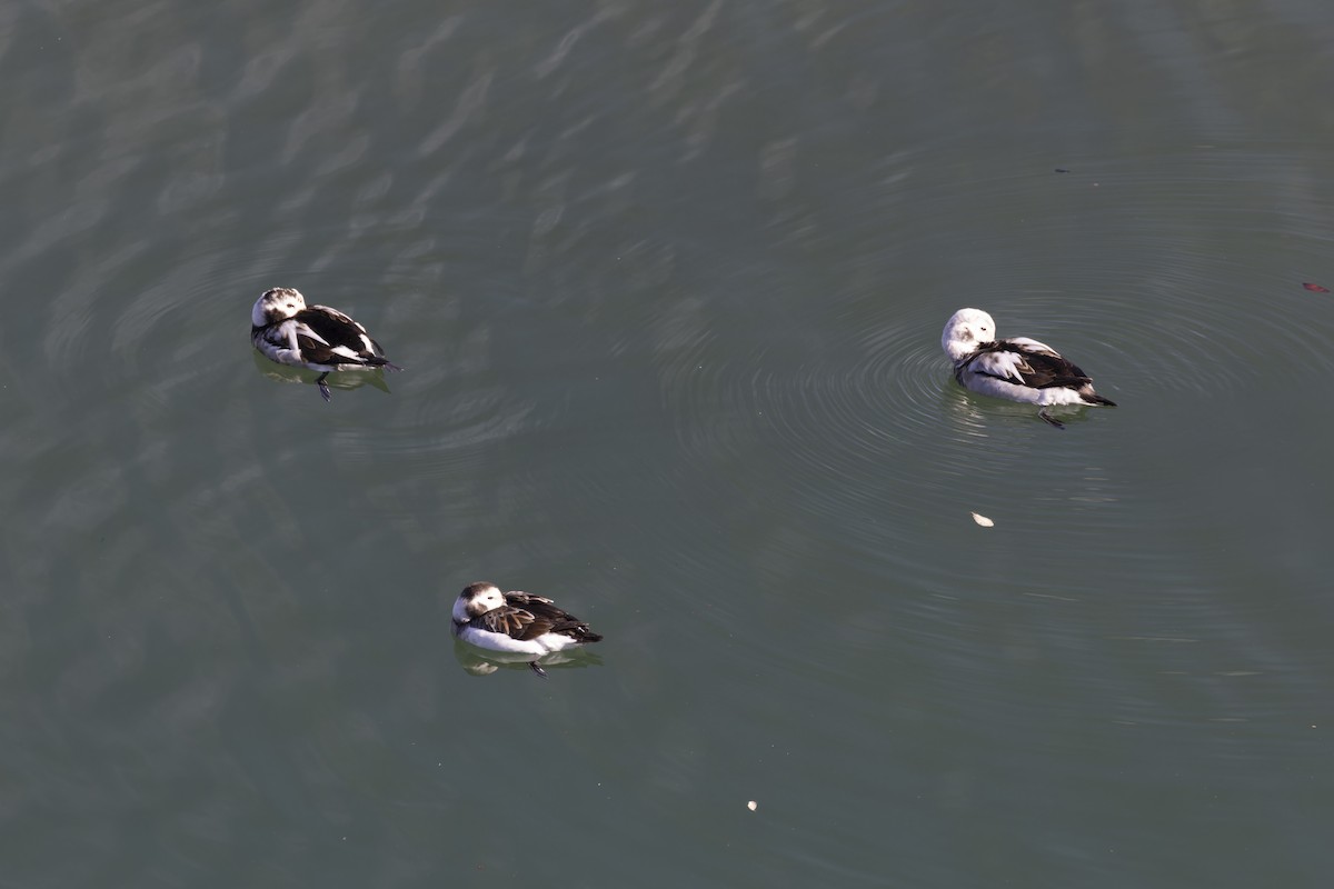 Long-tailed Duck - ML611643637