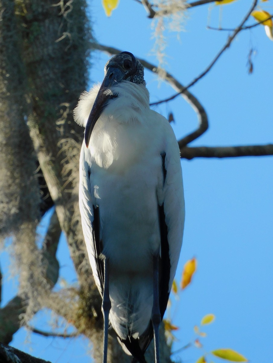 Wood Stork - ML611643656