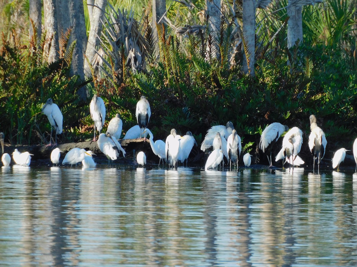 Wood Stork - ML611643657