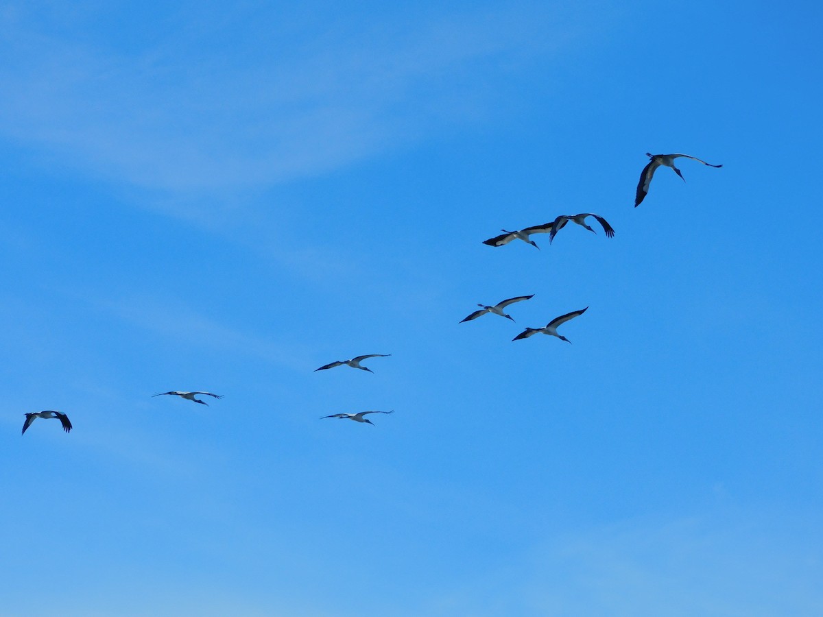 Wood Stork - ML611643658