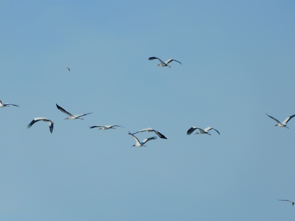 Wood Stork - Deborah Kurtz