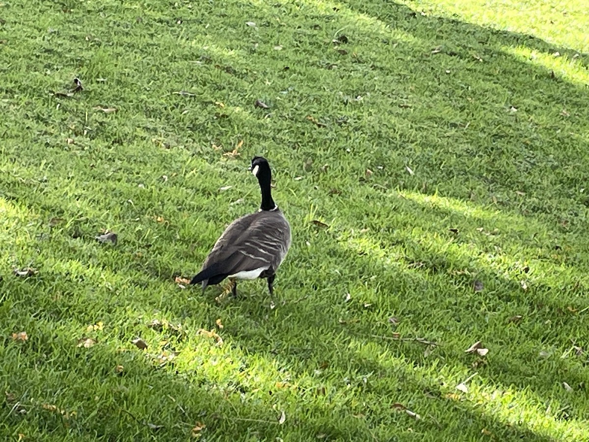 Cackling Goose - ML611643661