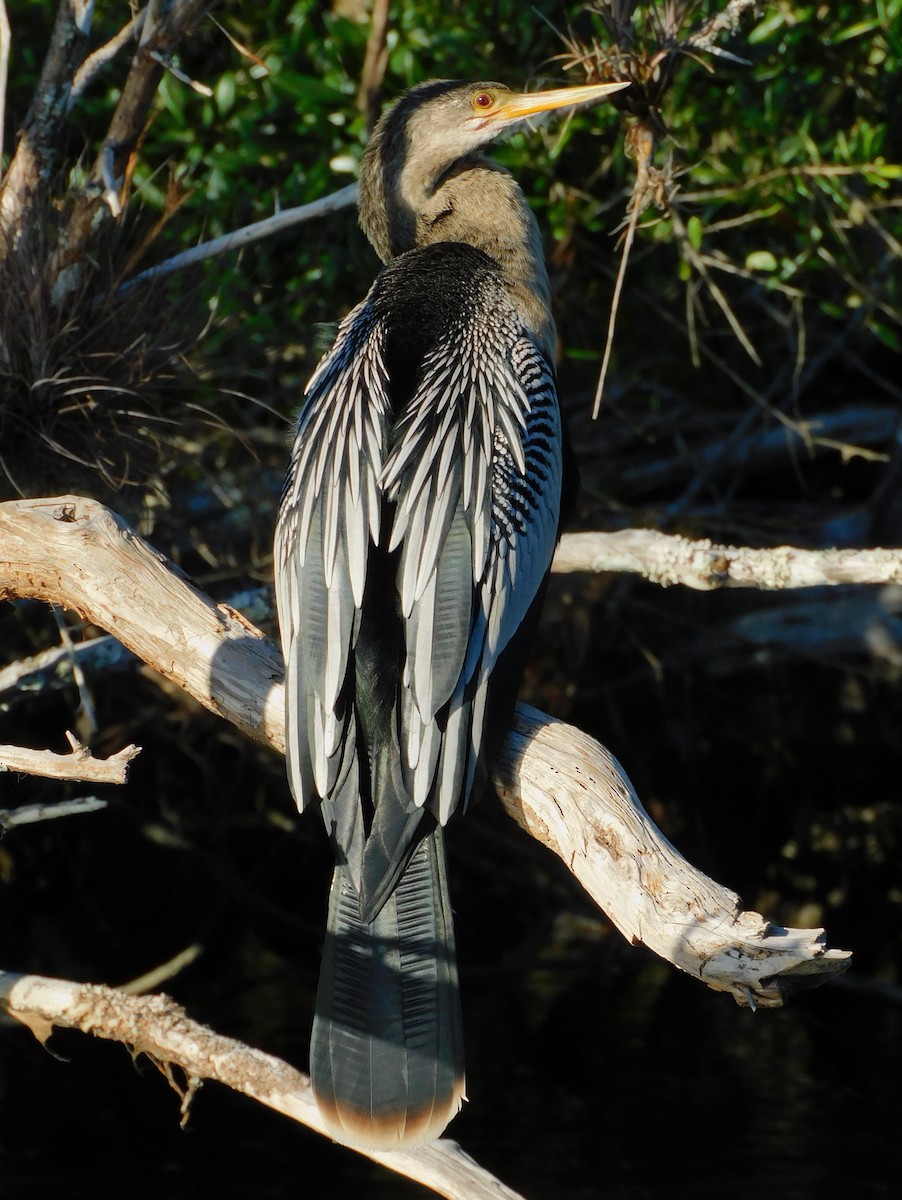 Anhinga - ML611643711