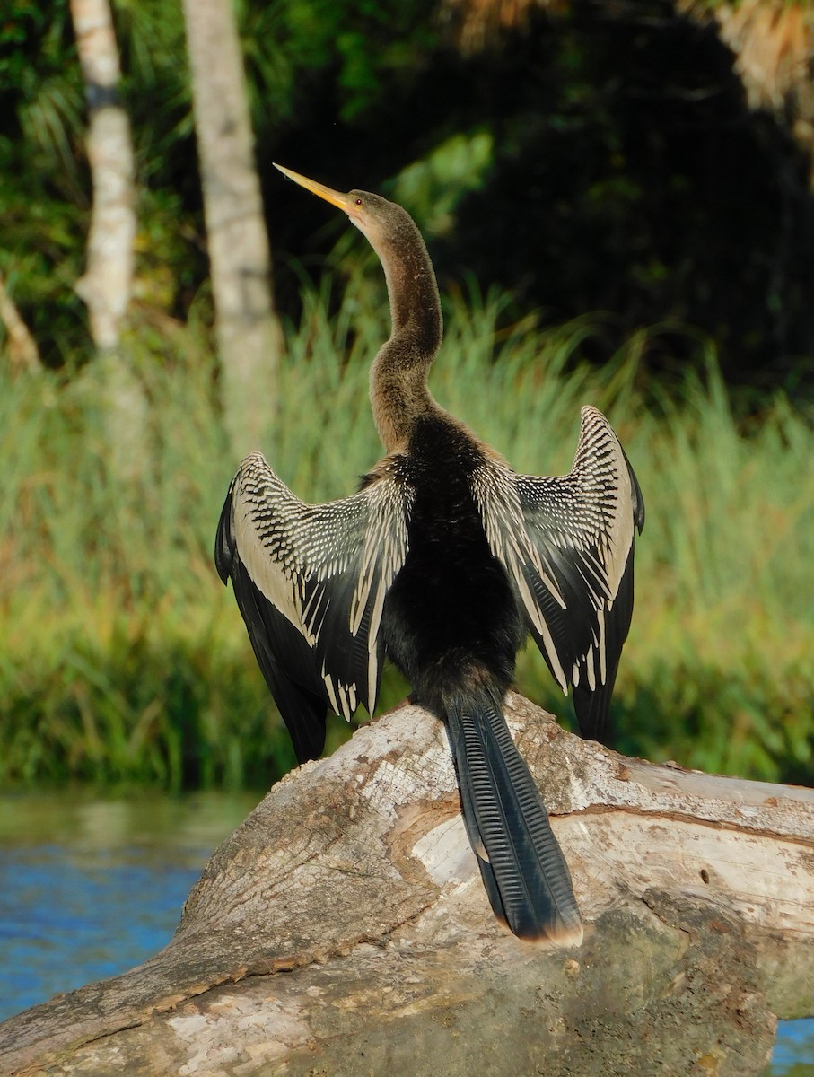 Anhinga d'Amérique - ML611643712