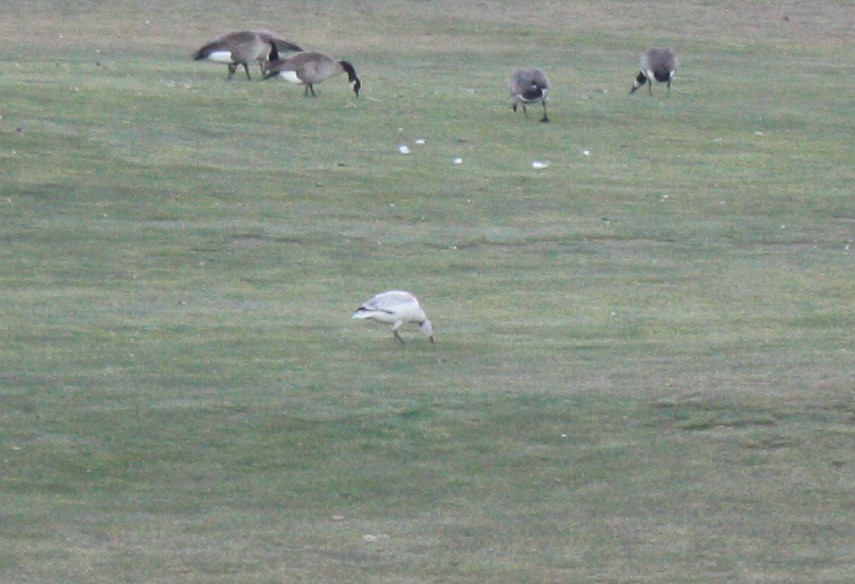 Snow Goose - ML611643732