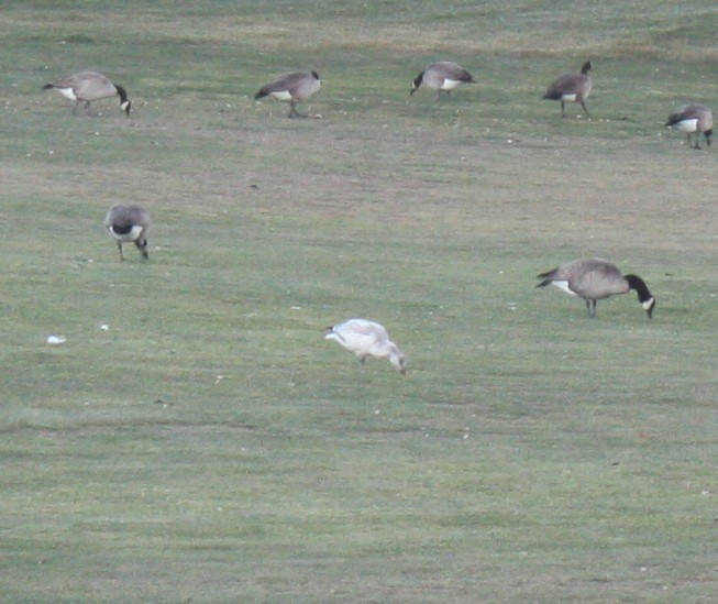 Snow Goose - ML611643744