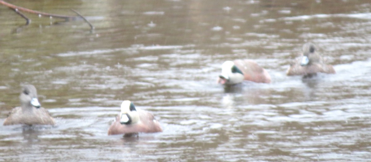 American Wigeon - ML611643747