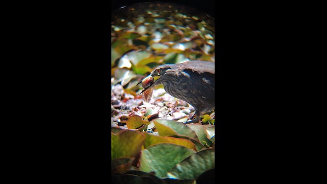 Black-crowned Night Heron - ML611643815
