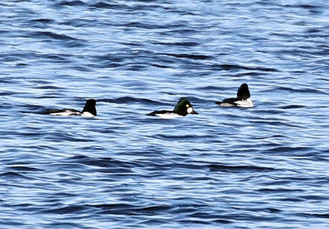 Common Goldeneye - Kernan Bell