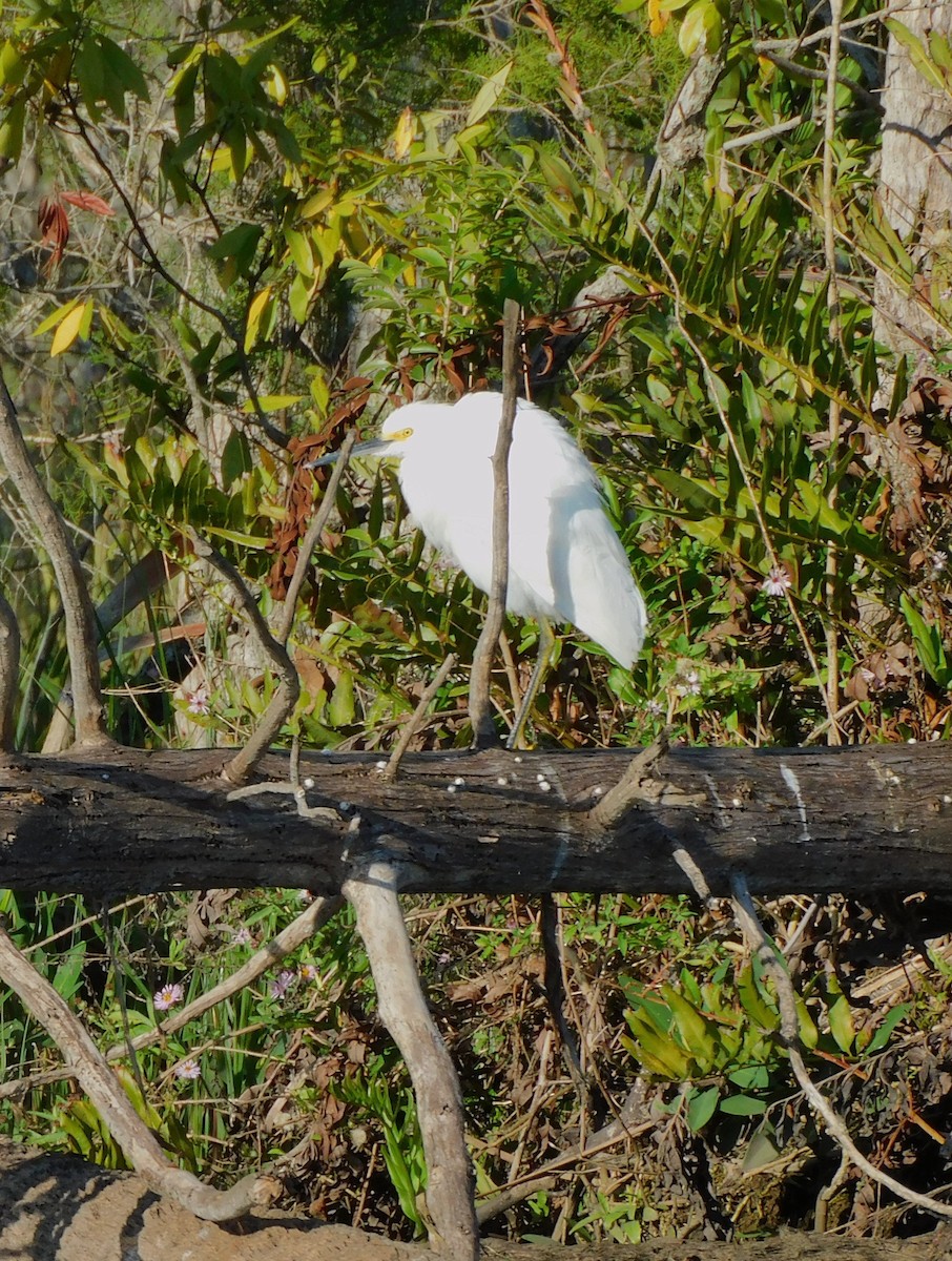 Snowy Egret - ML611643910