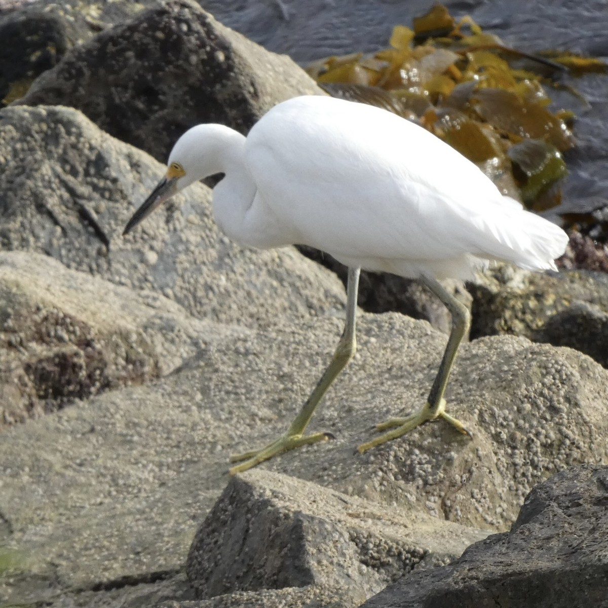 Snowy Egret - ML611643913