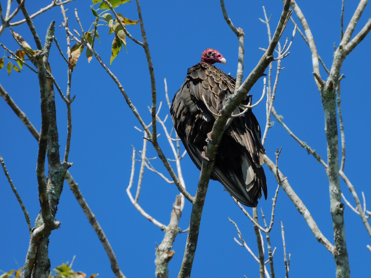 Turkey Vulture - ML611643949