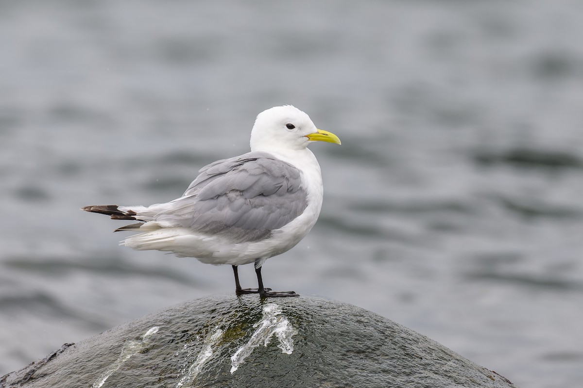 Black-legged Kittiwake - ML611644128