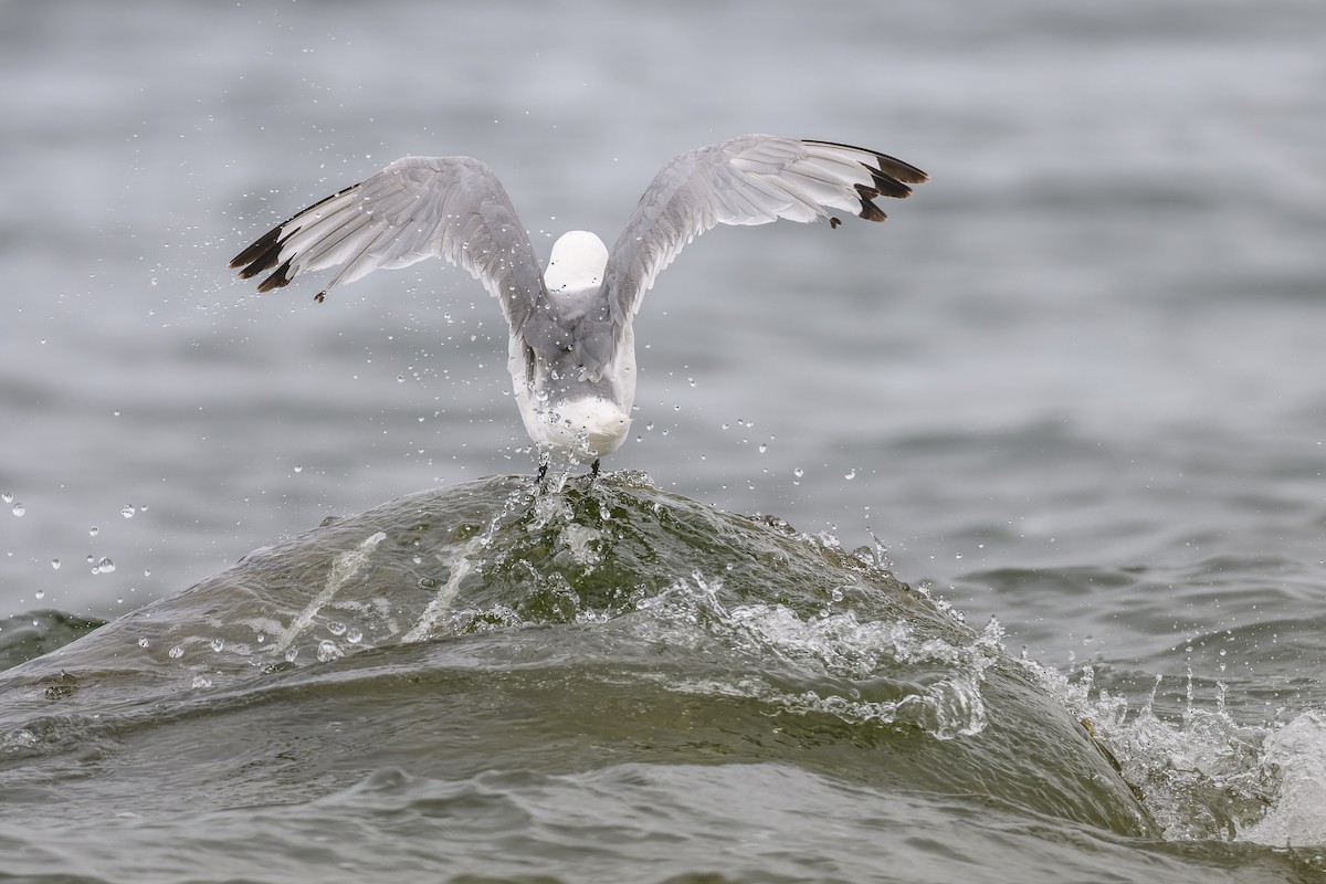 Black-legged Kittiwake - ML611644129