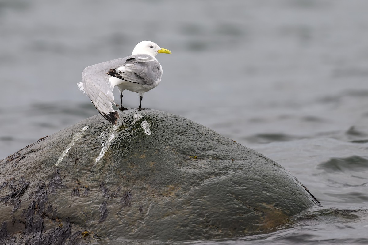 Black-legged Kittiwake - Simon Villeneuve