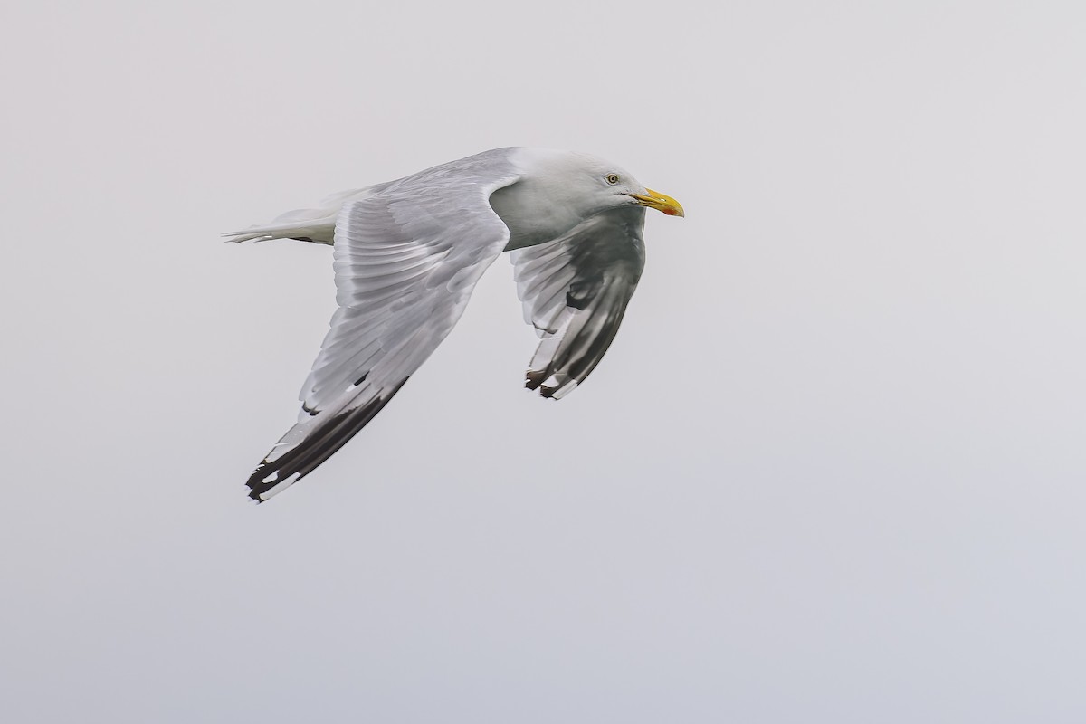 Herring Gull - Simon Villeneuve