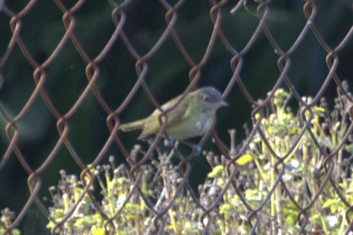 Yellow-green Vireo - ML611644179