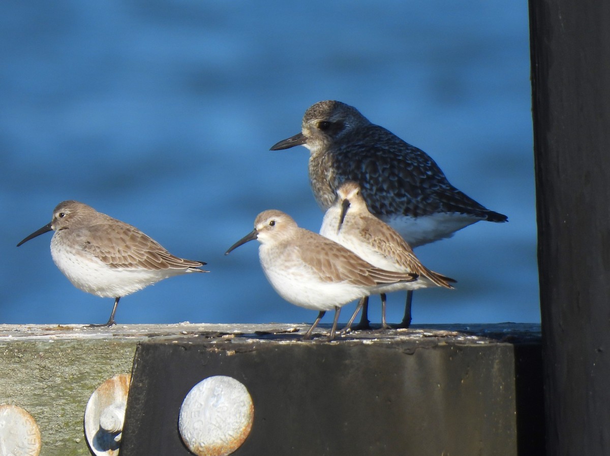 Black-bellied Plover - ML611644229