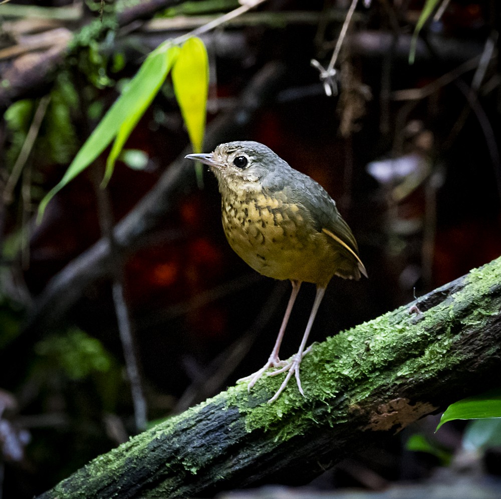 Speckle-breasted Antpitta - ML611644256
