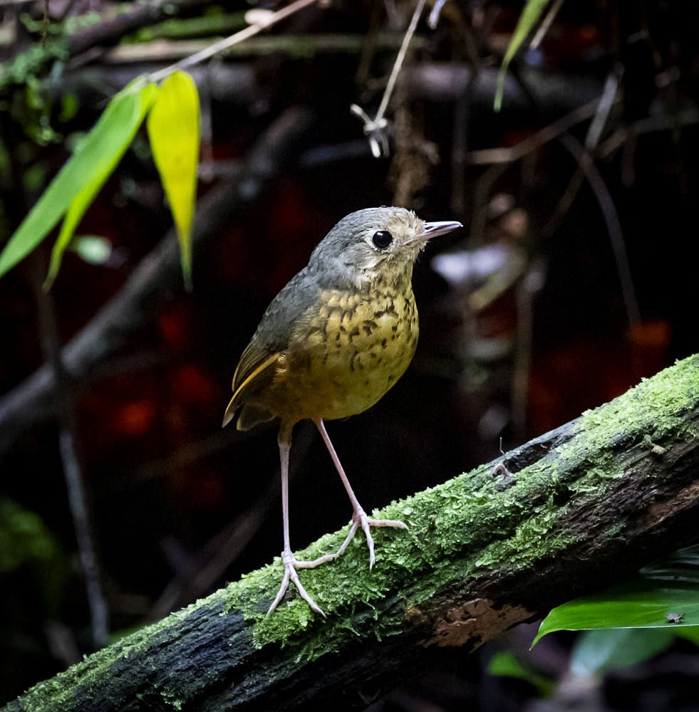 Speckle-breasted Antpitta - ML611644257