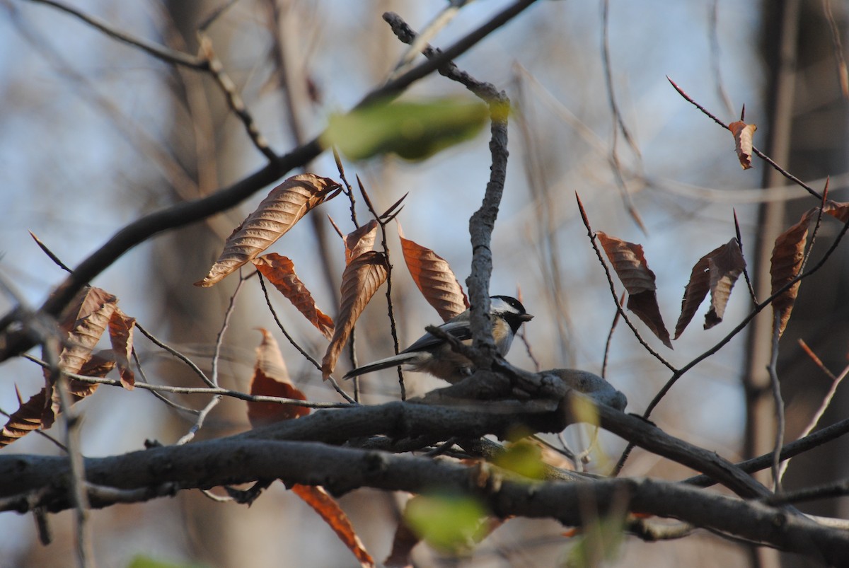 Black-capped Chickadee - ML611644270