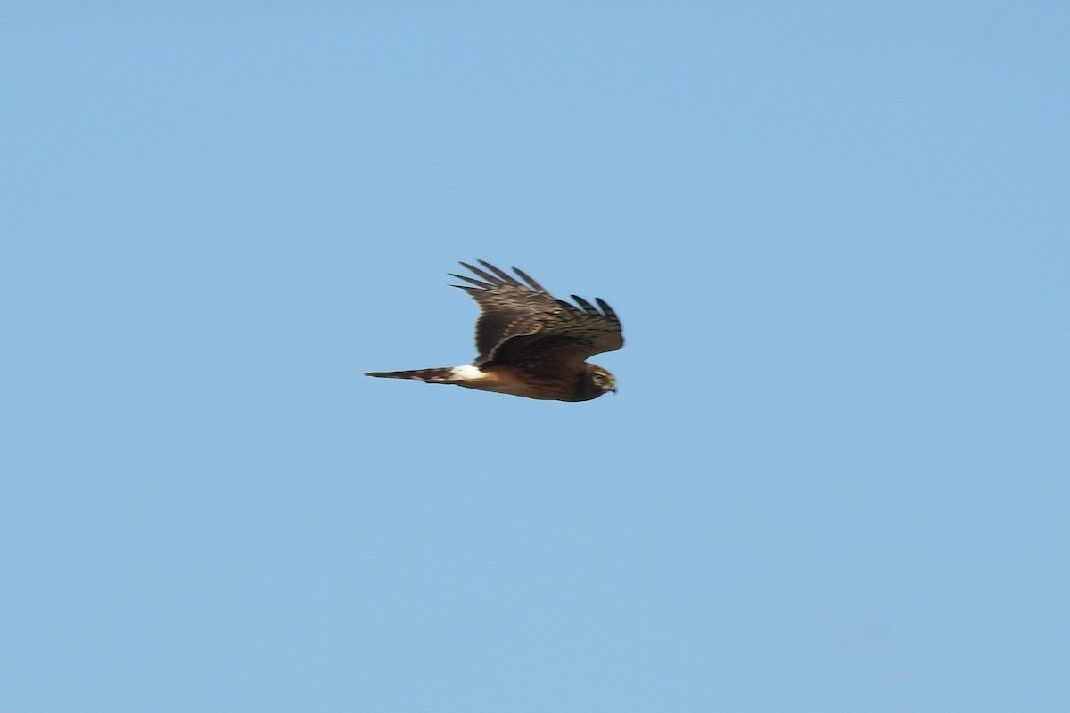 Northern Harrier - ML611644448