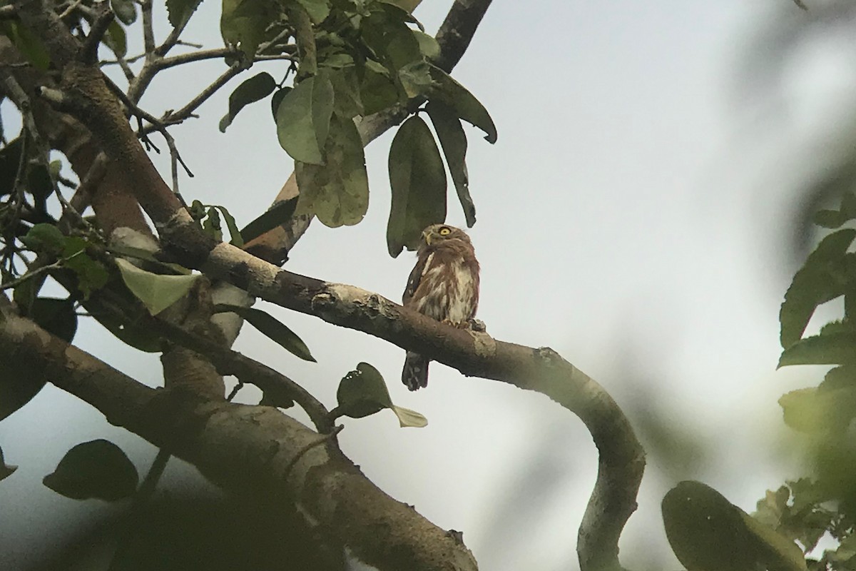 Least Pygmy-Owl - ML611644613