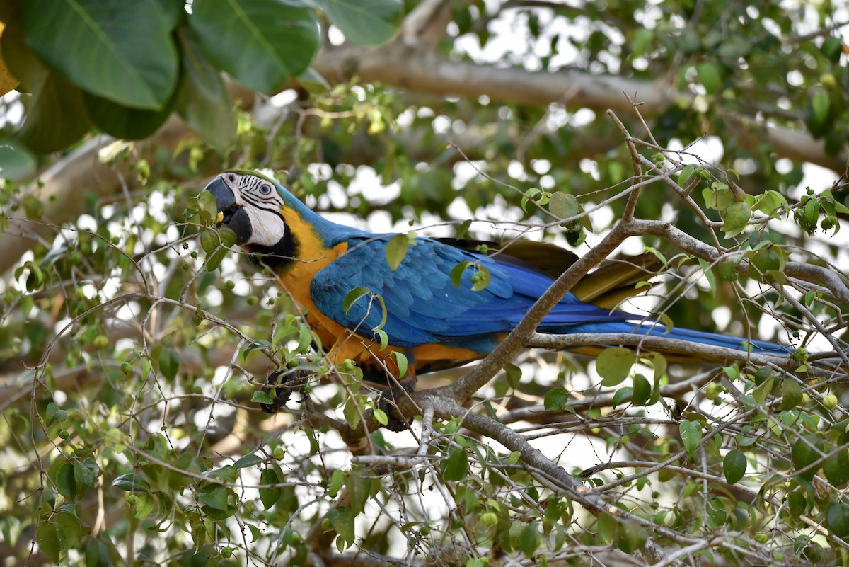 Blue-and-yellow Macaw - ML611644625