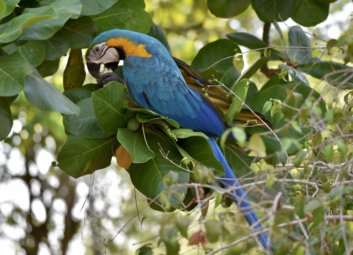 Blue-and-yellow Macaw - ML611644684