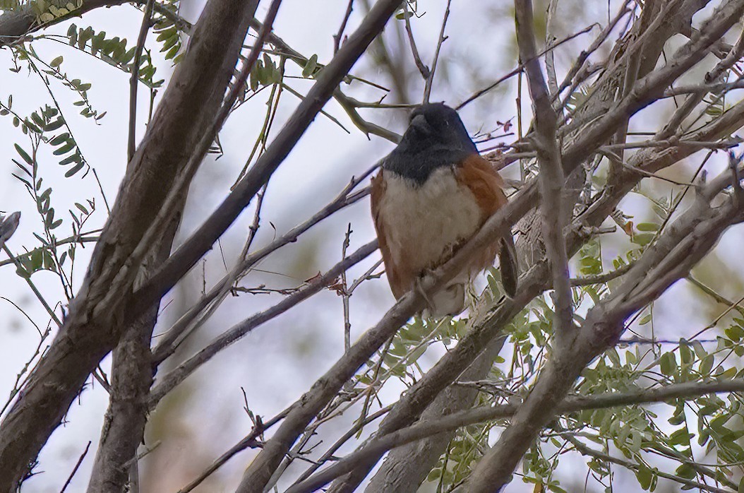 Spotted Towhee - ML611644722