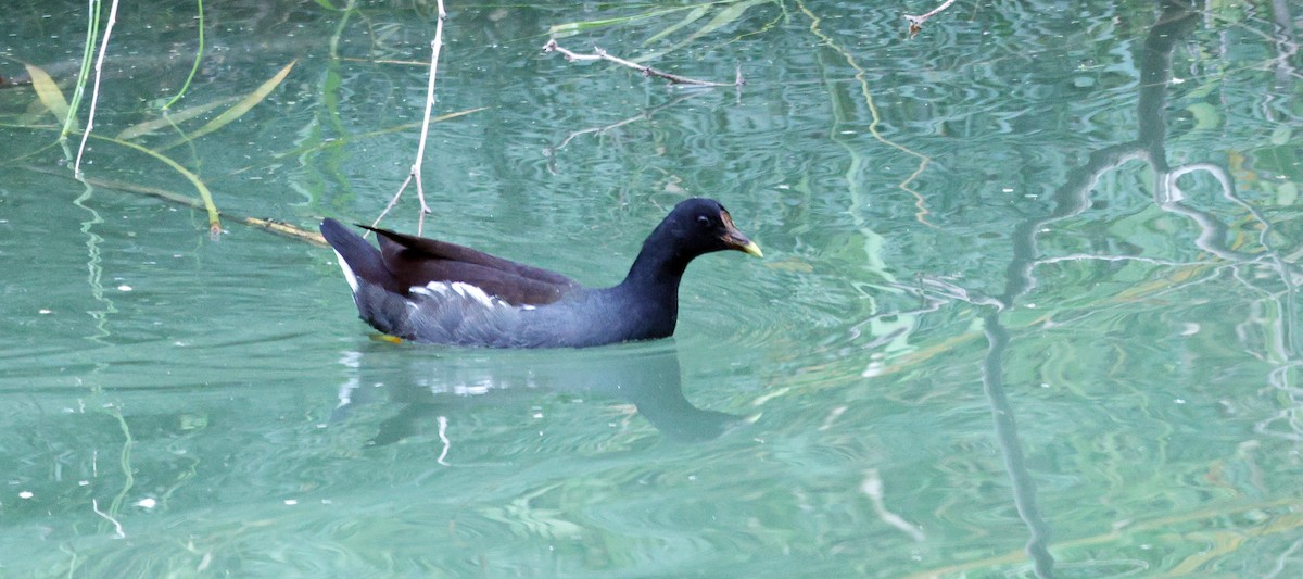 Common Gallinule - ML611644888