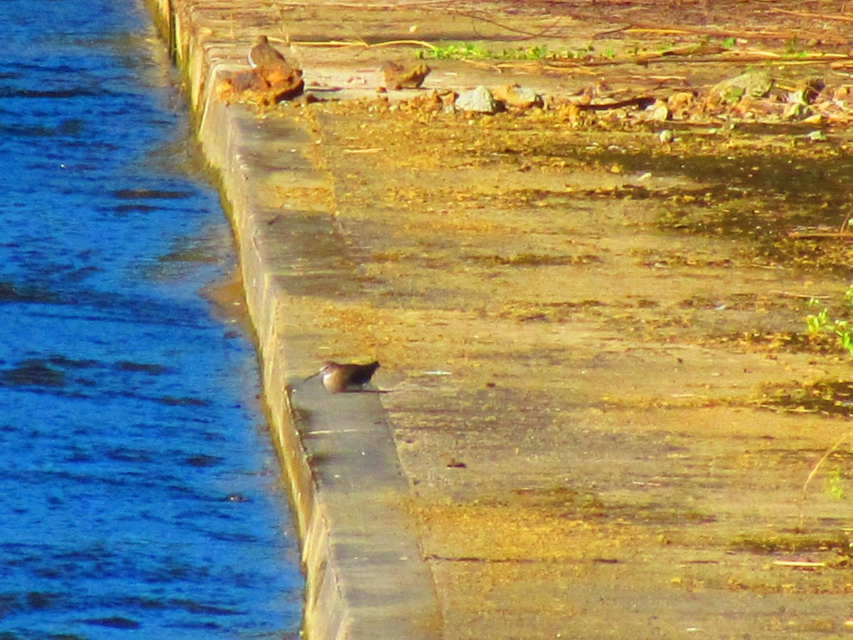 Green Sandpiper - ML611644921